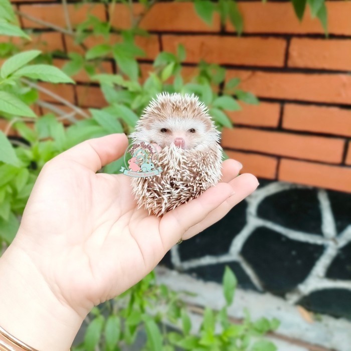 Landak Mini Hedgehog Lamin Landak Susu Salt Papper Charcoal Albino