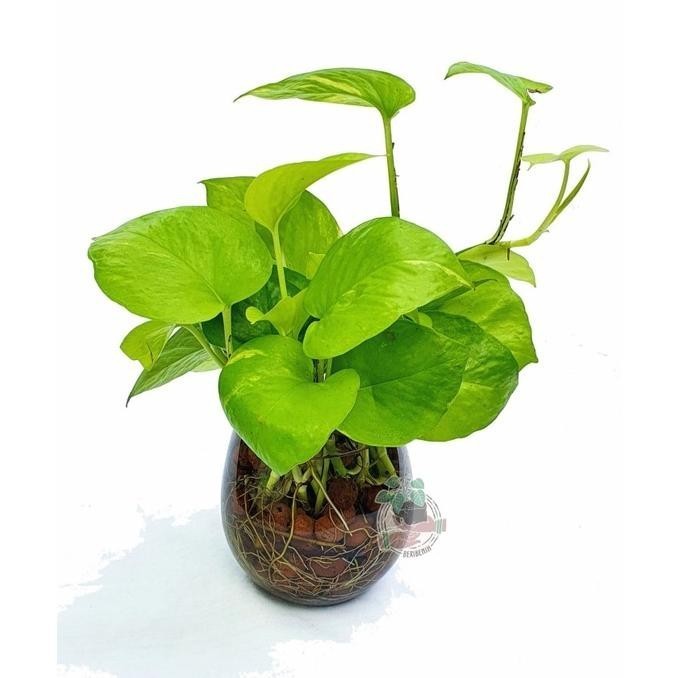 Vas Bunga Kaca Minimalis Hiasan Meja Pot Gelas Bening Tanaman Hias Air