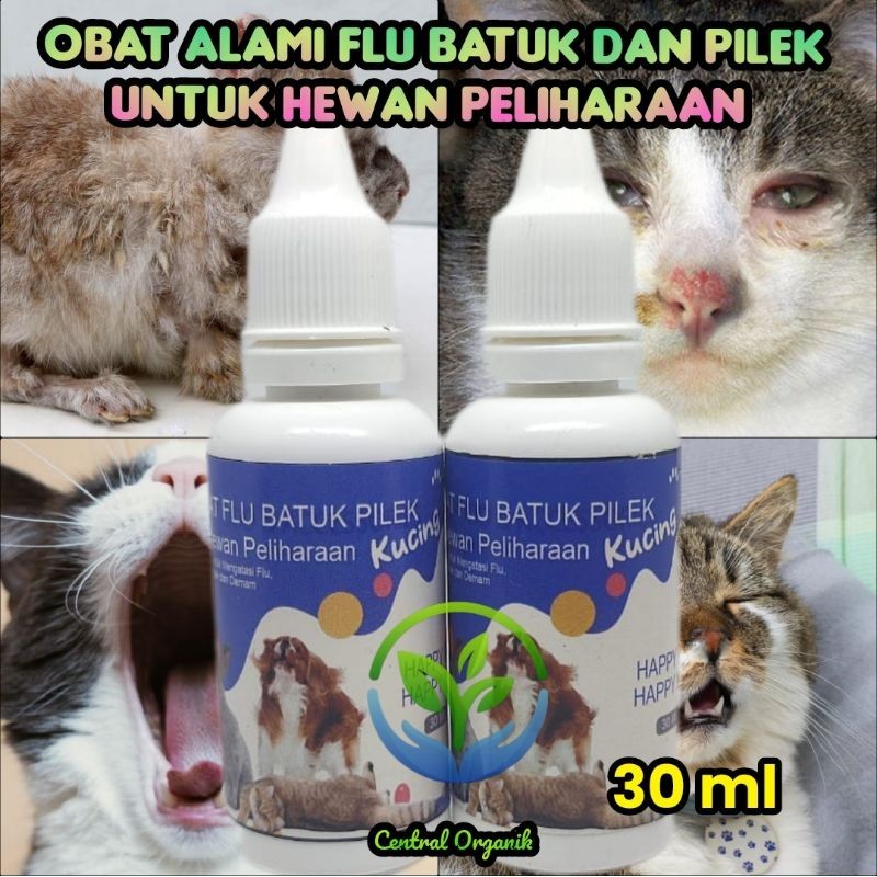 Obat Alami Flu Batuk dan Pilek Kucing Paling Ampuh
