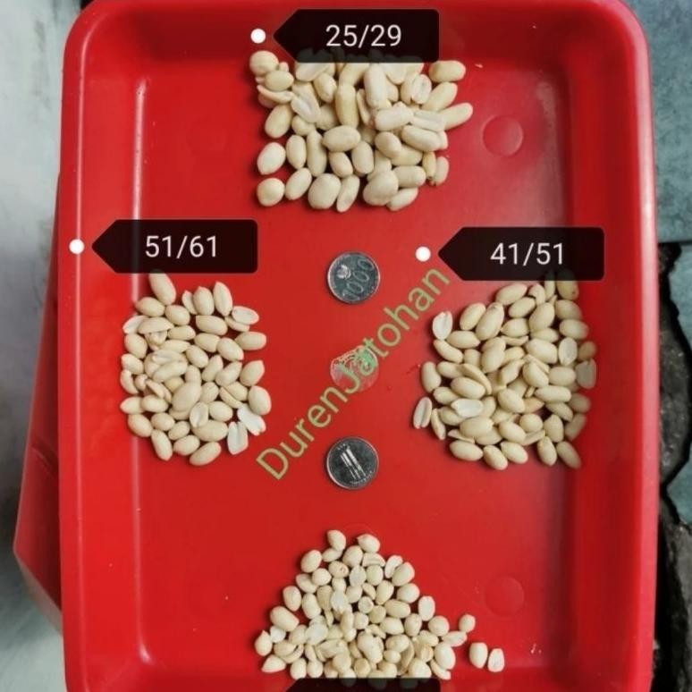 

Kacang Kupas Mentah (Kecil) Uk 61/71 Berat 1 Kg / 1000Gr