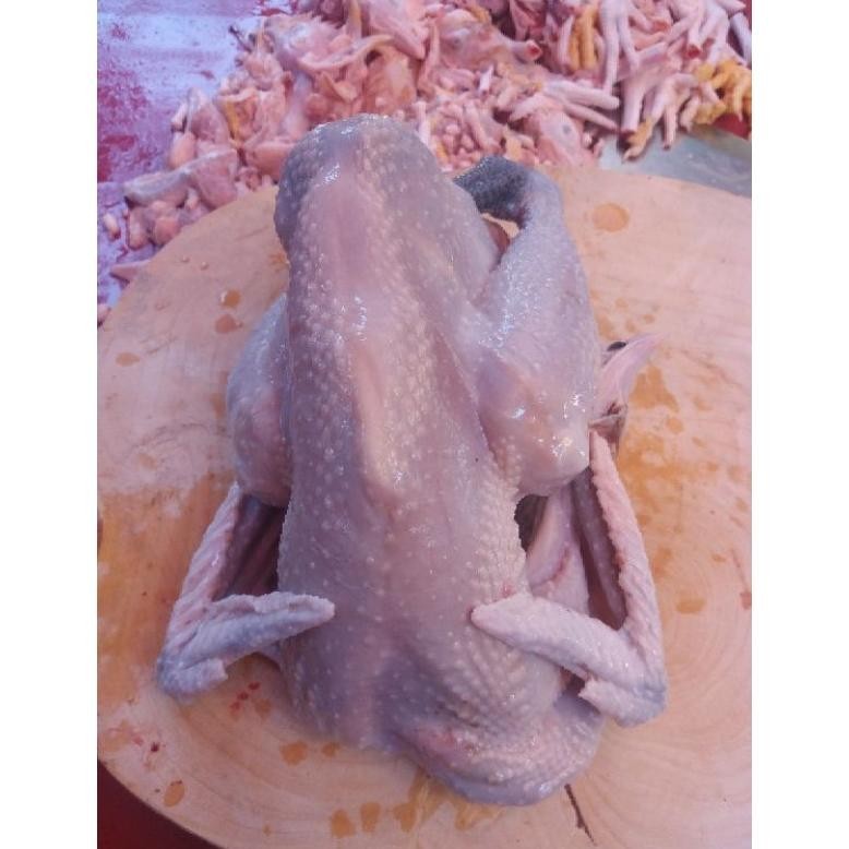 

Ayam Kampung Fresh 1100 Gr ( Berat Hidup )