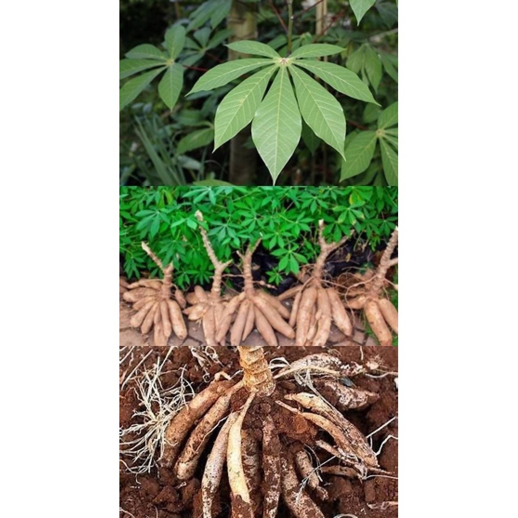 

KedaiBenih Daun Singkong Segar ~ 1000 Gram