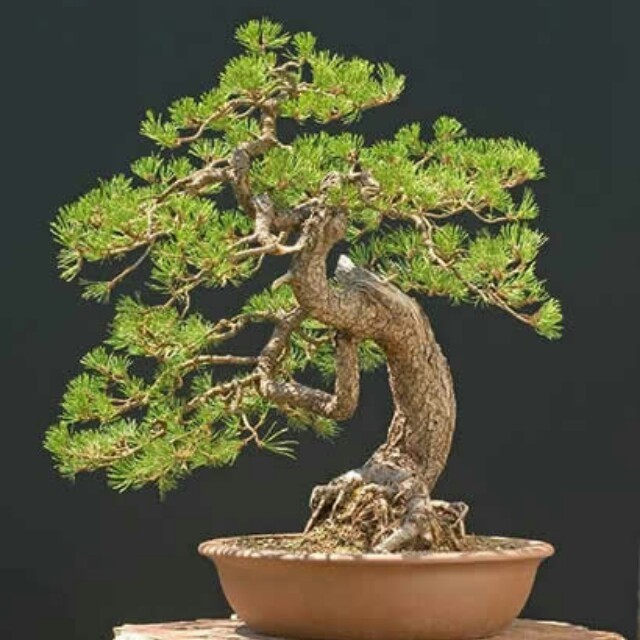 Kedaibenih - Benih Bibit Pinus Scot ~ 1 Biji