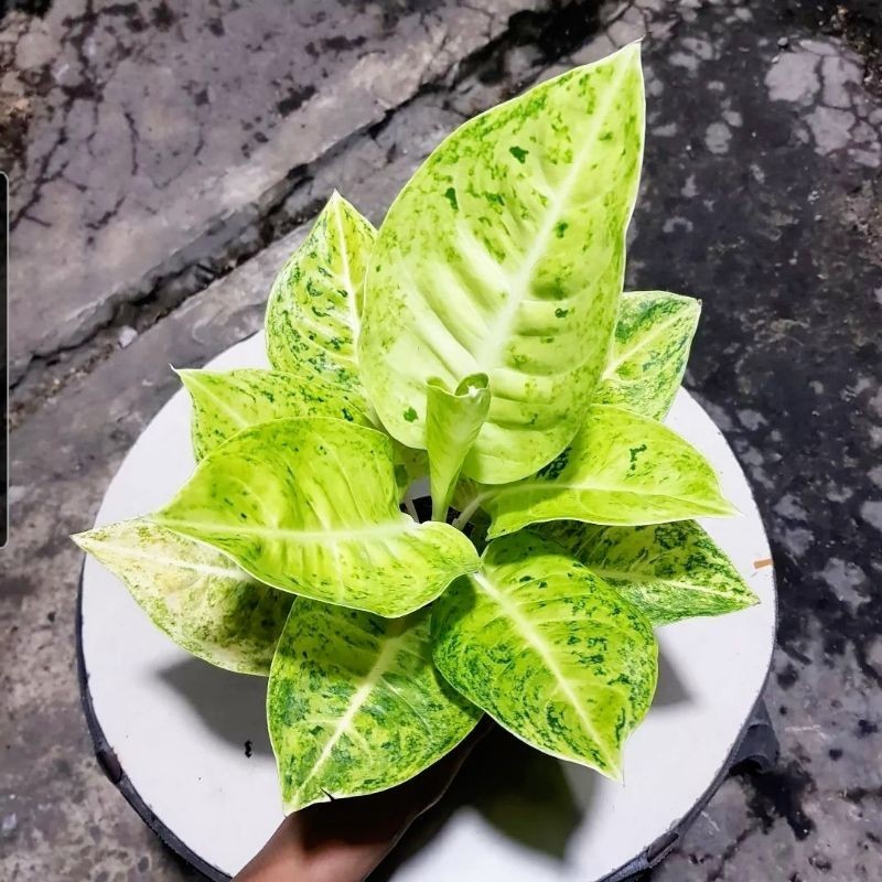Tanaman Hias Aglonema Mahasety Putih Bunga Hias Aglonema Aglaonema Mahasety White Murah Merah BUKAN 