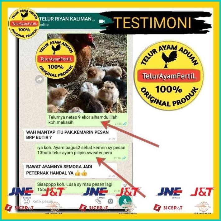 BISMILLAH TELUR AYAM BANGKOK IMPOR ORI F1/ BUKAN TELUR AYAM BIRMA PAKHOY PAMA SAIGON SHAMO DAN AYAM 