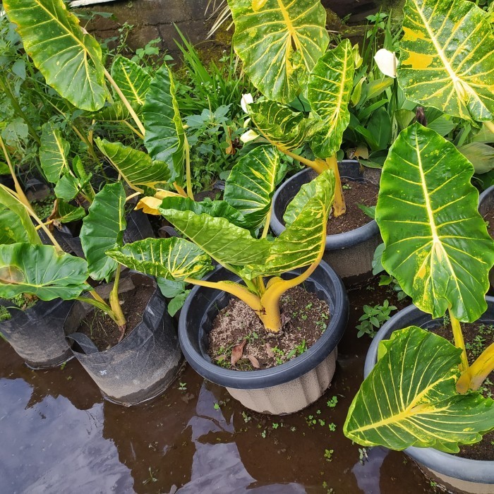 SALEE Alocasia macrorrhiza new guinea gold/ sente golden Bes