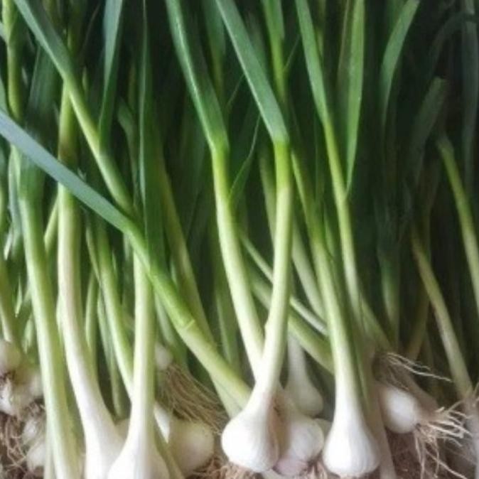 

Daun bawang son segar 1kg