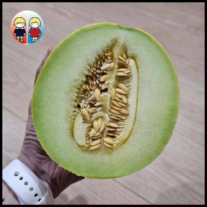 

TERMURAH THAI HONEY MELON SUPER JUICY AND SWEET !!!!!!