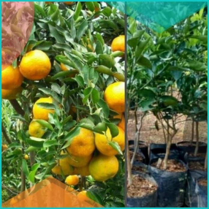 bibit pohon jeruk baby 13m4yZ4 perkakas