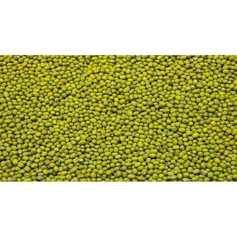 

KACANG HIJAU/IJO LOKAL MURNI HASIL PANIN SENDIRI