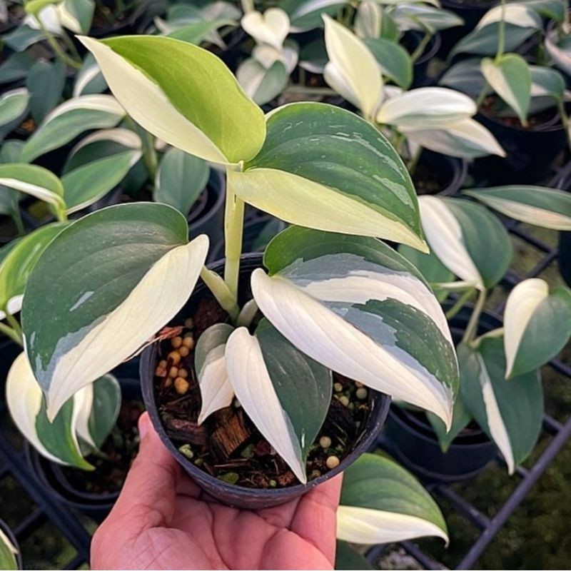 Tanaman Hias Scindapsus Blue Albo Variegata Bunga Hias Scindapsus Anakan Murah BUKAN BONGGOL Tanaman