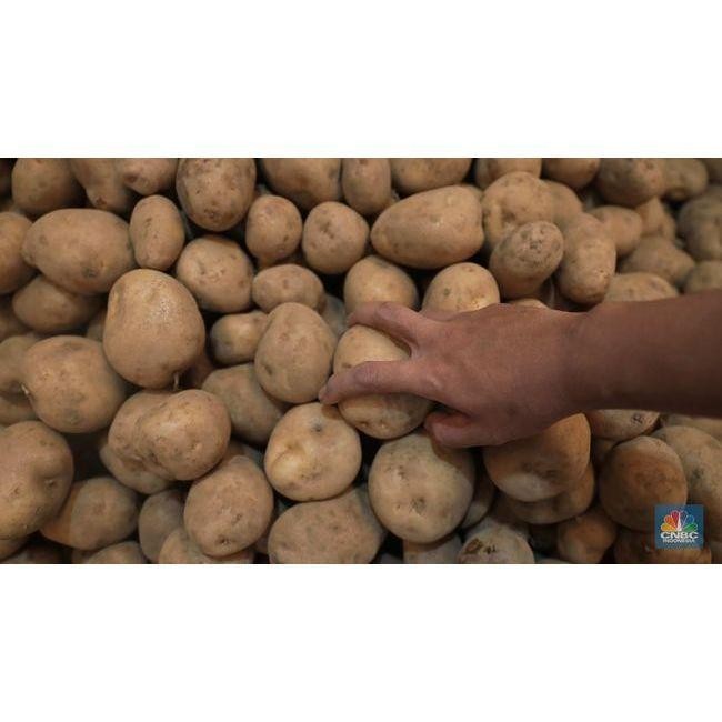 

Kentang Dieng Super 1Kg Murah Meriah Service