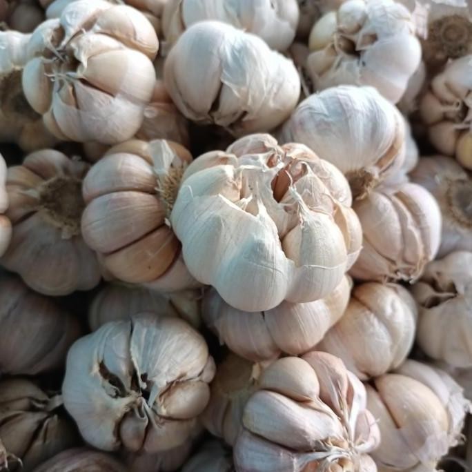 

TERMURAH Bawang Putih Sinco 1Kg Promo Murah Berkwalitas - Shuffel BAGUS