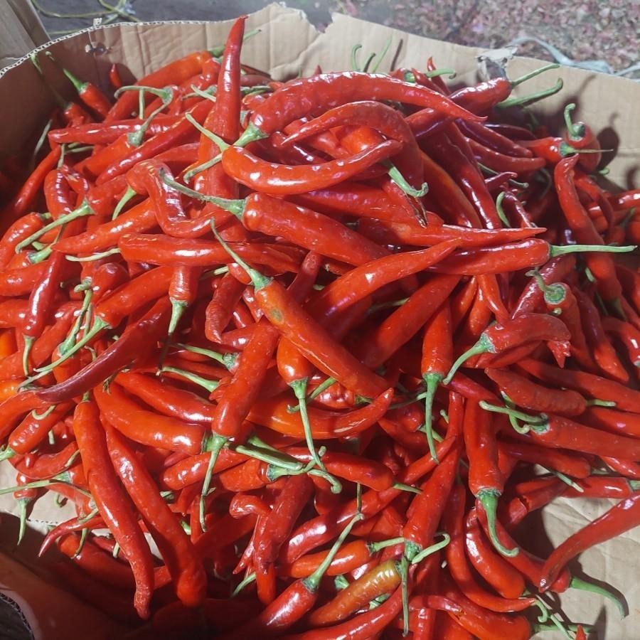 

Cabe Merah Besar 1Kg Fresh Dari Petani Lokal Kediri Ulala