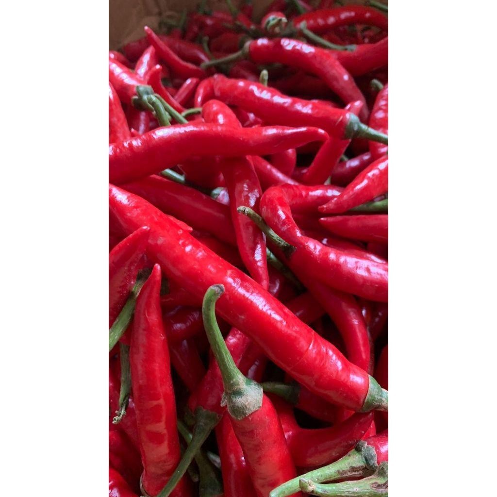 

Cabai Merah Besar 500 Gr Fresh Dari Petani Abadi
