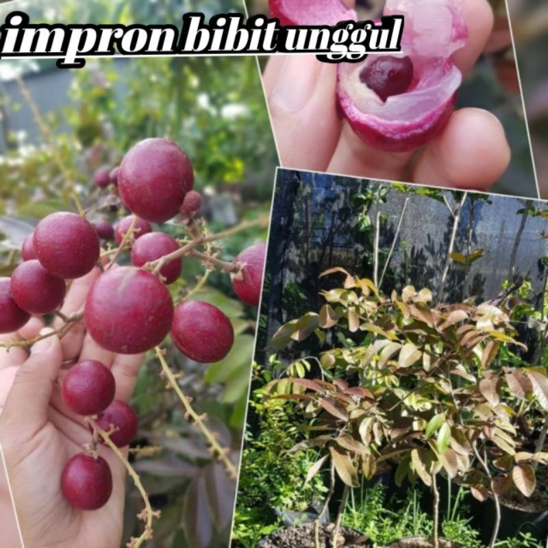 Bibit kelengkeng merah unggul