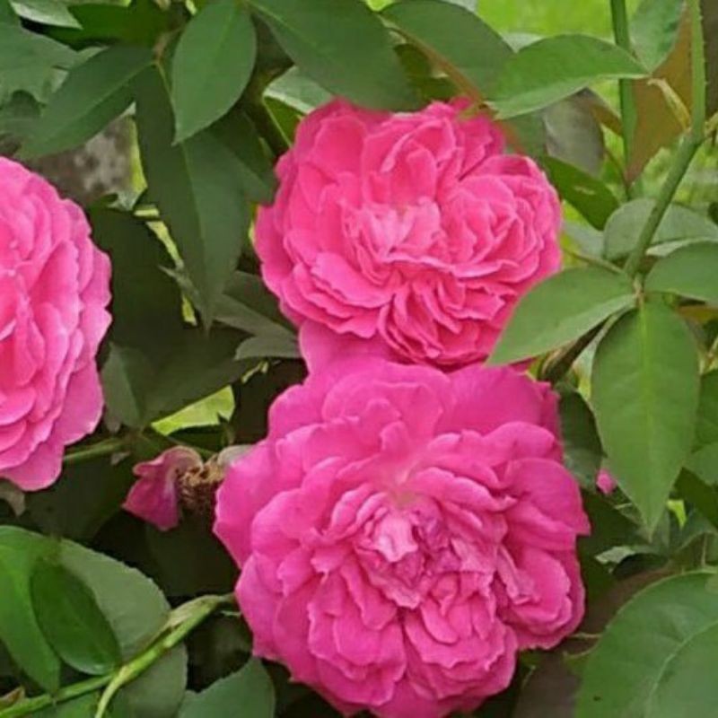 Bibit Mawar Kampung Wangi