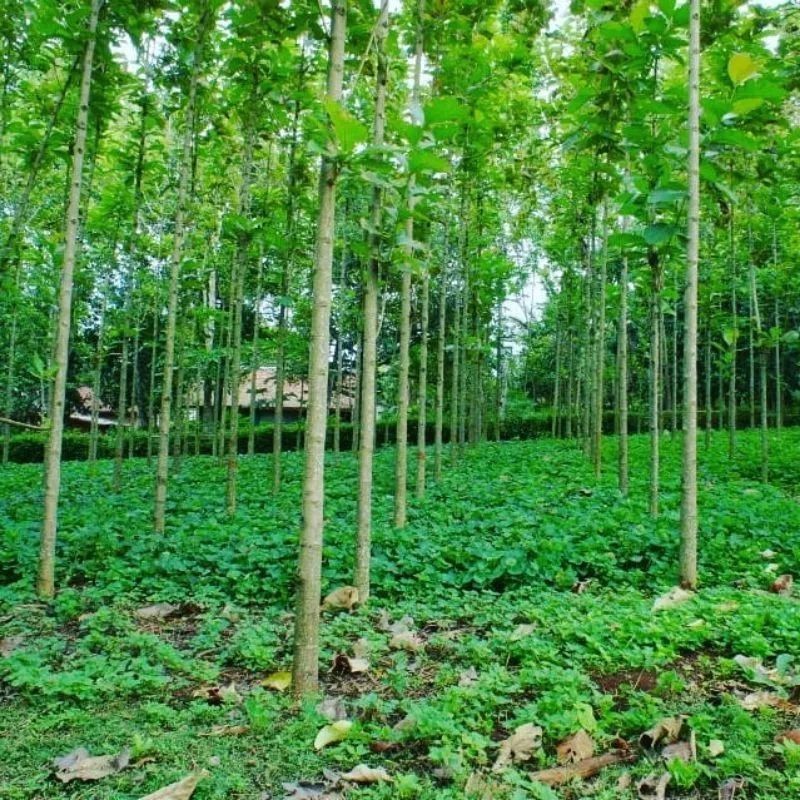 Bibit Tanaman Pohon Jati Emas Unggul