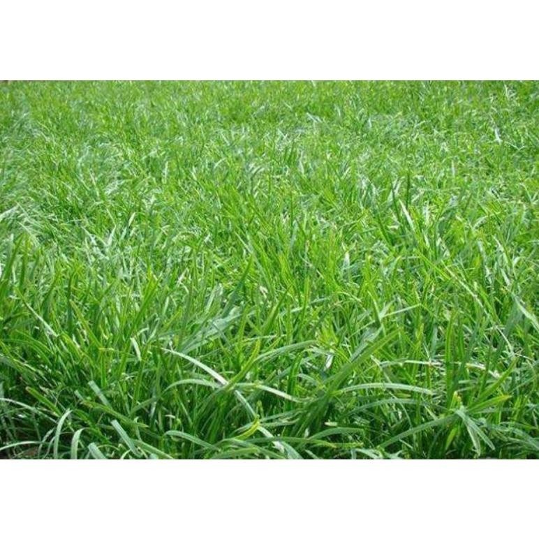 

BUBUK SERBUK POWDER SERAI ISI 1 KG SERE SEREH / LEMONGRASS RAJANG IRIS KERING RO01