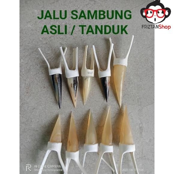 6.6 Jalu Sambung Ayam Aduan - Jalu Ayam Bangkok Berkualitas