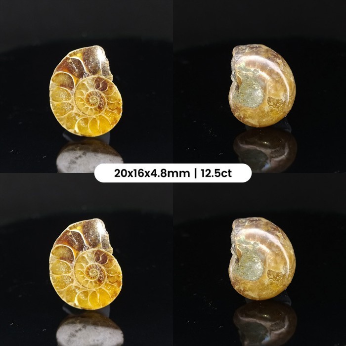 >>>>>] Natural Rainbow Ammonite Fossil Half Pair Polished