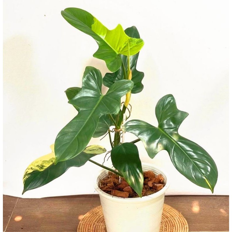 Tanaman Hias Philodendron Violin Variegata Bunga Hias Philodendron Violin Variegata Philo Philow Tan