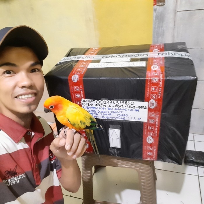Box Inkubator Full Otomatis Untuk Anakan Burung Apa Sajah