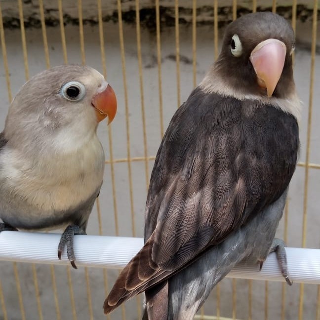 Love Bird Burung Batman Paud Anakan Khusus Grab Dan Gojek