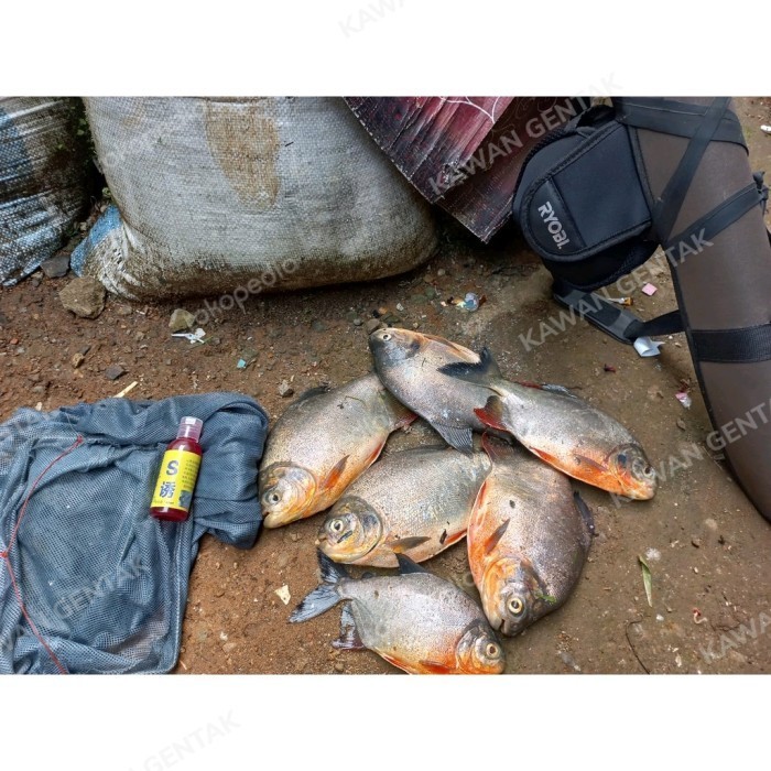 Essen Viral Tiktok Ikan Mas Impor