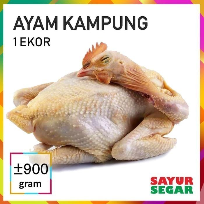

Ayam Kampung Utuh 1 Ekor Fresh Halal