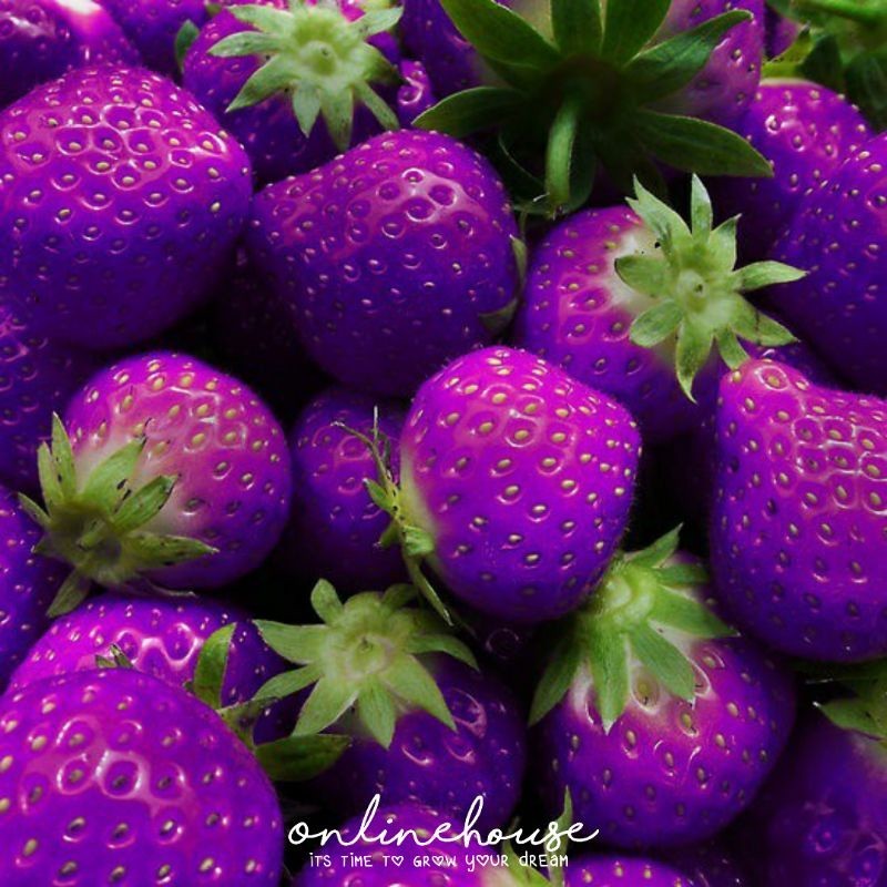 BENIH BIBIT BIJI STRAWBERRY UNGU LANGKA