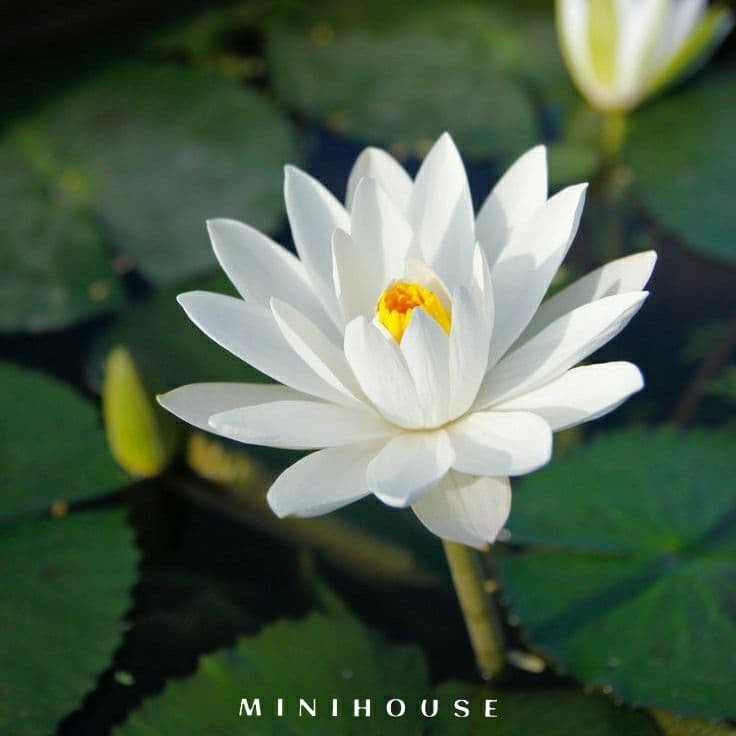 BENIH BIBIT BIJI LOTUS TERATAI AIR IMPORT