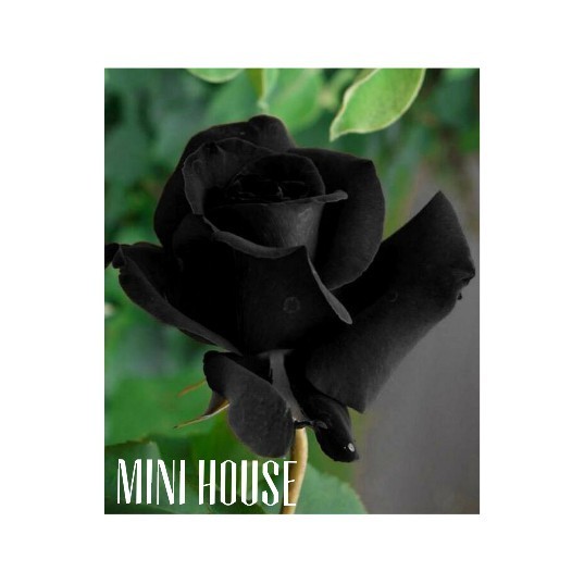 BIBIT BENIH BIJI MAWAR HITAM IMPORT