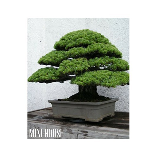 BIBIT BENIH BIJI BONSAI PINUS IMPORT