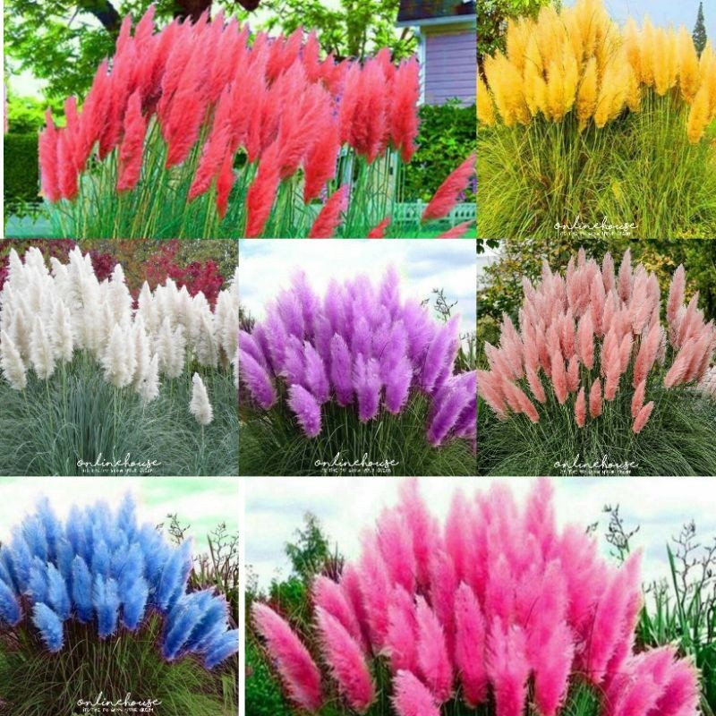 7 BIJI BENIH BIBIT PAMPAS GRASS MIX