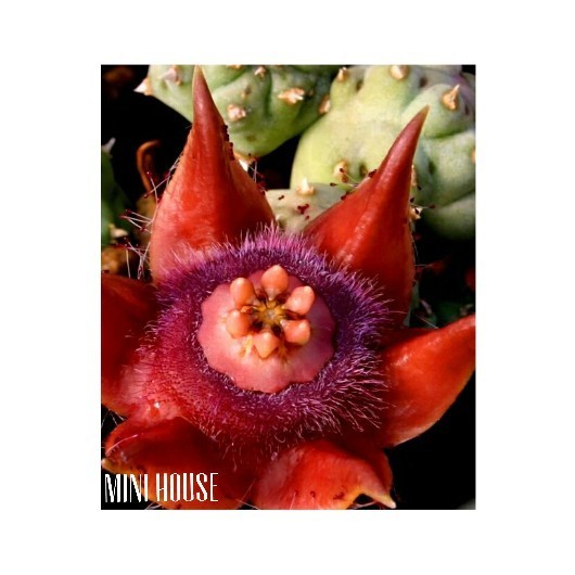 BIJI BIBIT BENIH SUKULEN IMPORT