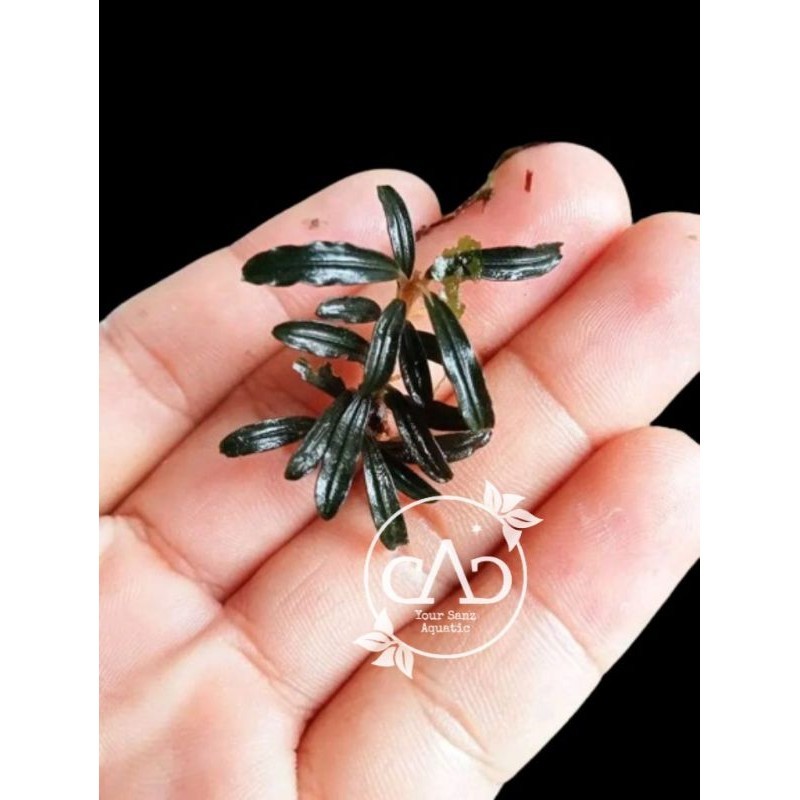 Bucephalandra Mini Rhizome Phantom