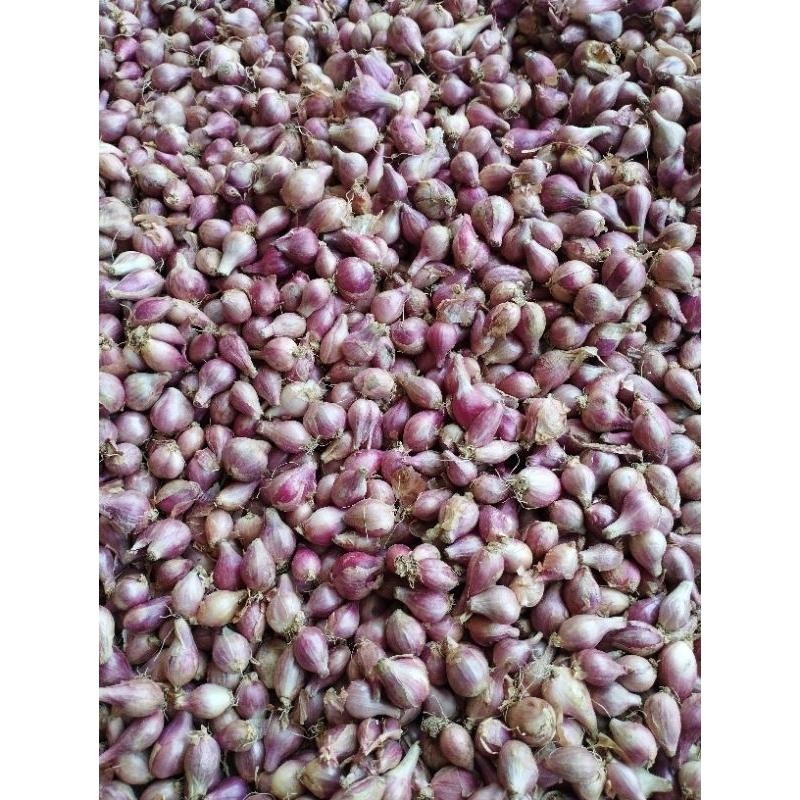 

Bawang Merah Tanggung 1 Kg Lokal Kediri Nganjuk Super Besar Berkualitas