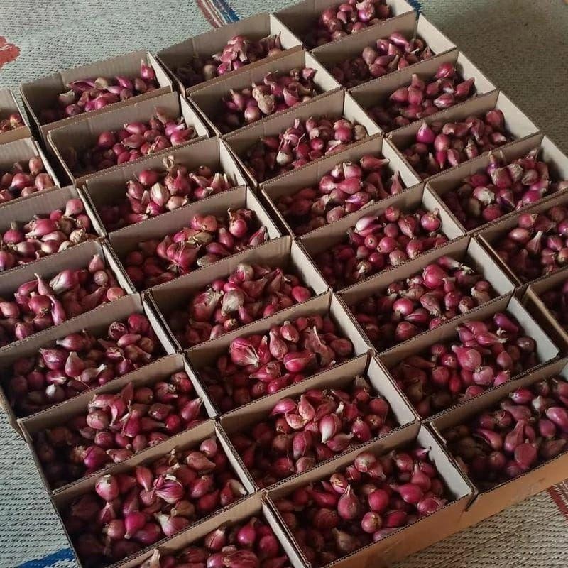 

Bawang Merah 1Kg Murah Besar Super Besar Berkualitas