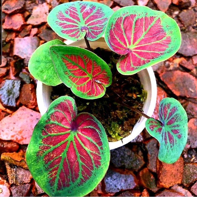 Tanaman Hias Keladi Tambuna Bunga Hias Keladi Caladium Anakan Murah BUKAN BONGGOL Tanaman Hidup Bung