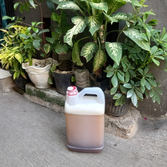

Madu randu 5 kg
