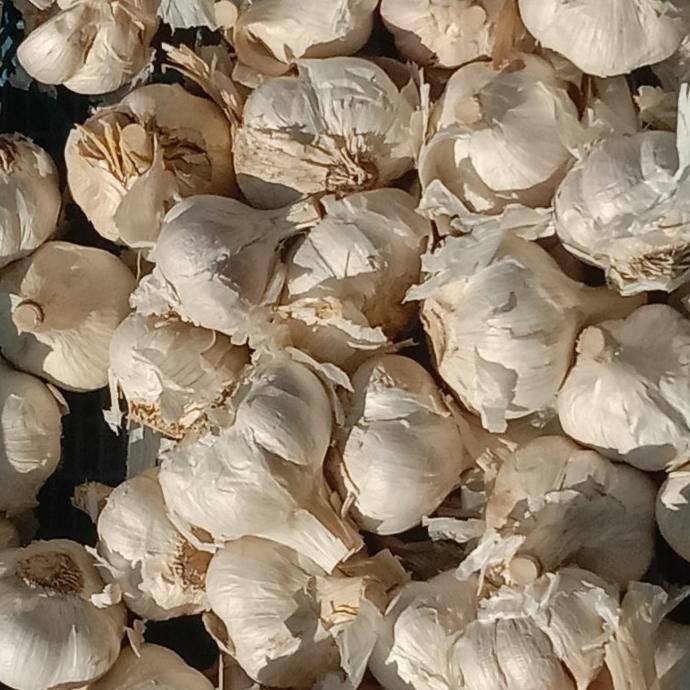 

TERBARU BAWANG PUTIH KATING 1KG !!!!!
