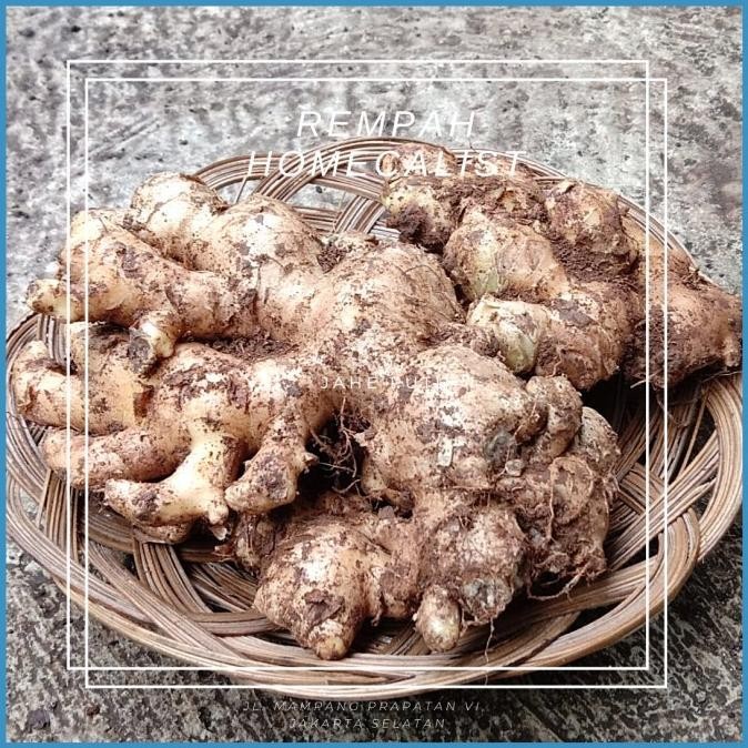 

BIG SALE JAHE GAJAH SEGAR 1KG BUMBU BAHAN MASAKAN !!!!!