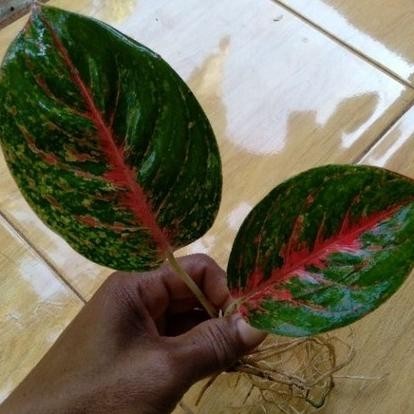 Aglonema Wulandari Anakan ( Bisa Cod ) Promo