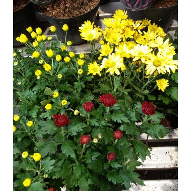 Paket 6 Tanaman Bunga Krisan Kualitas 1 Cod Bunga Aster Cod Tanaman Hias Hidup Asli Best Seller