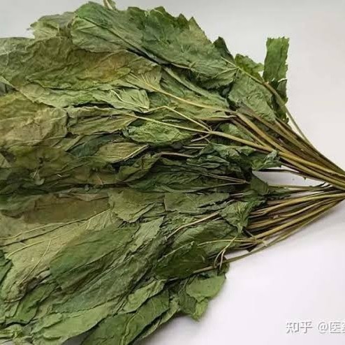 

600 G GR GRAM REN SHEN YE DAUN GINSENG KERING AMERIKA GINSENG LEAF