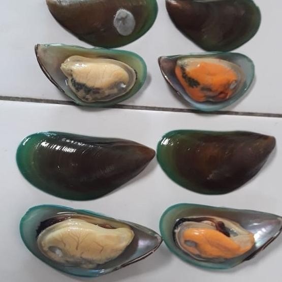 

KERANG HIJAU CANGKANG SEBELAH 500 GRAM NS99