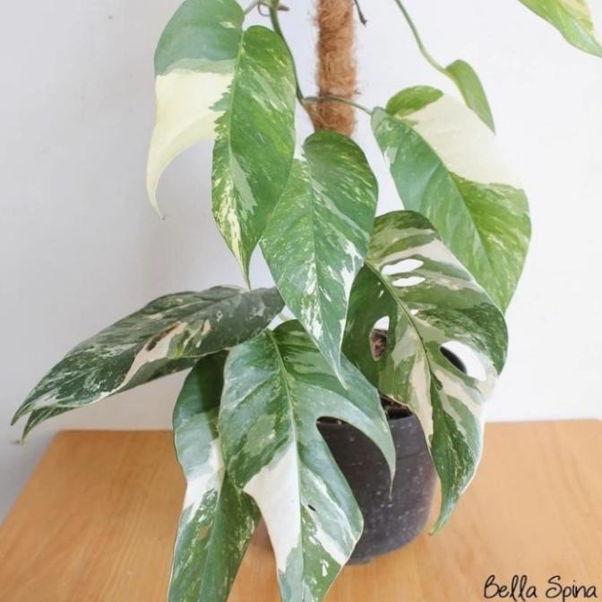[Bayar Di Tempat] Monstera Epipremnum Pinnatum Varigata Albo