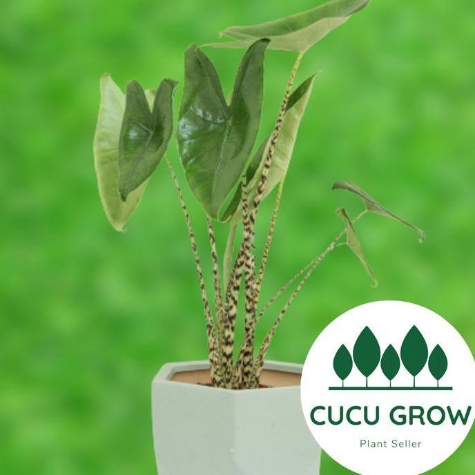 [Promo] Tanaman Hias Alocasia Zebrina Ori