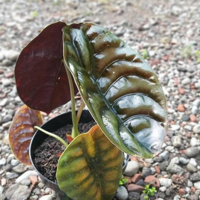 [Ready Stock] Tanaman Hias Keladi Tengkorak - Alocasia Cuprea - Daun Kuping Gajah
